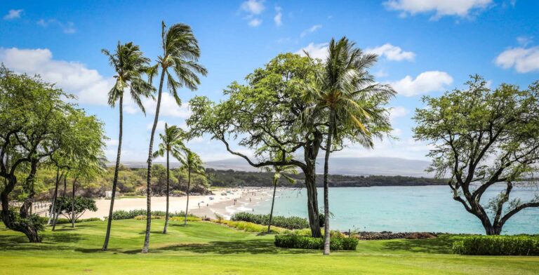A picturesque beach scene featuring palm trees, soft grass, and clear blue water under a bright sky.